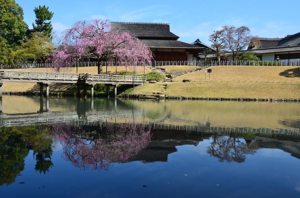 三大名園賞櫻．岡山後樂園