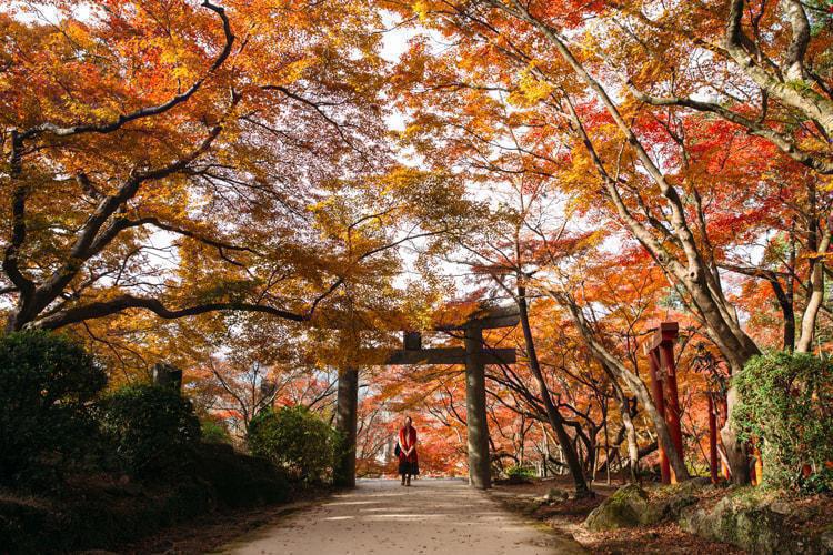 【竈門神社】楓林隧道下的浪漫心跳