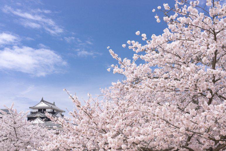 賞櫻名城采風．松山城