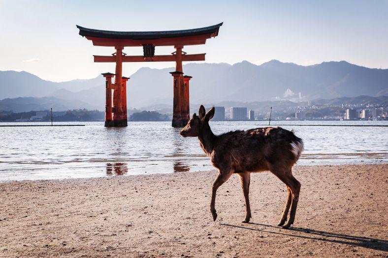 嚴島神社．海上鳥居