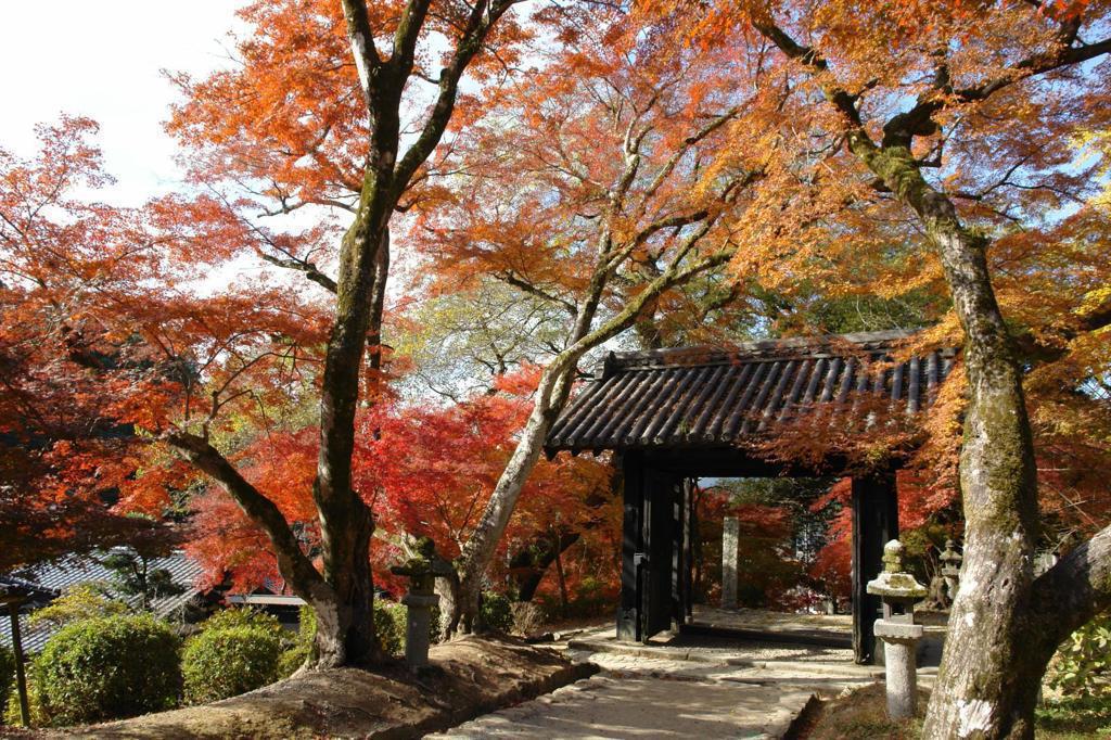 【 筑前小京都】江戶城下町的紅葉詩篇
