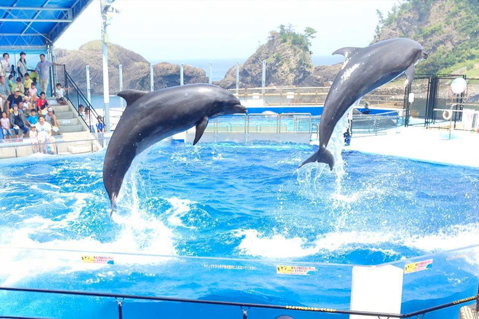 海洋藍調．越前松島水族館