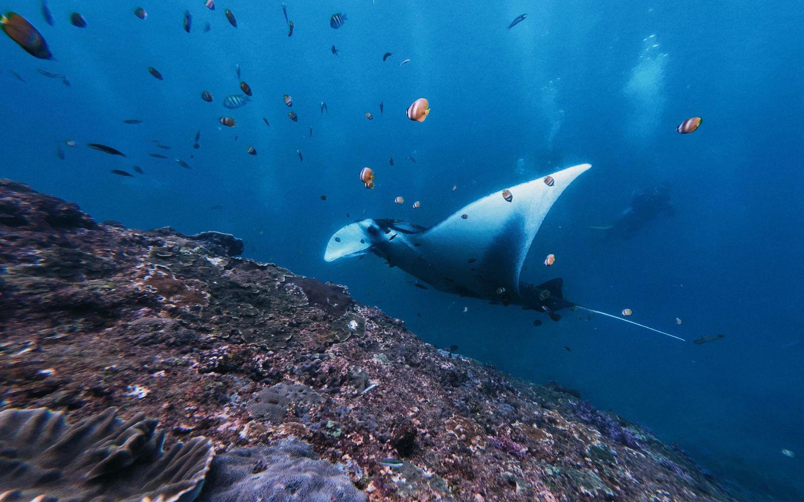 浮潛體驗－與魔鬼魚共游