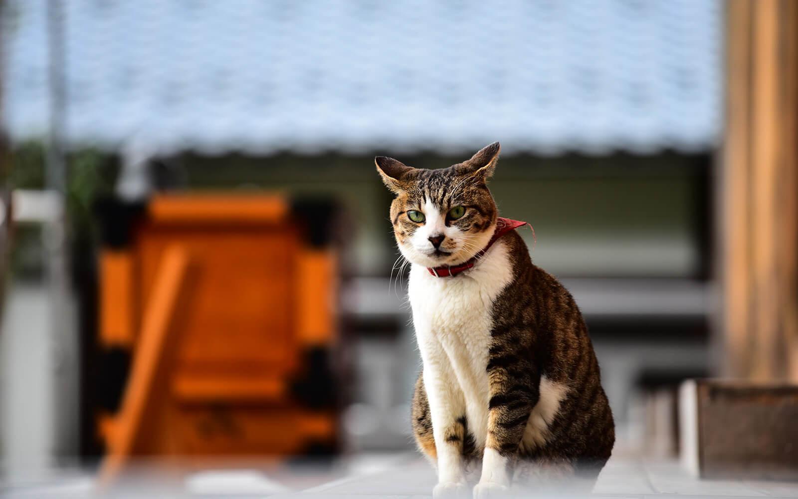 越前．御誕生寺／貓寺