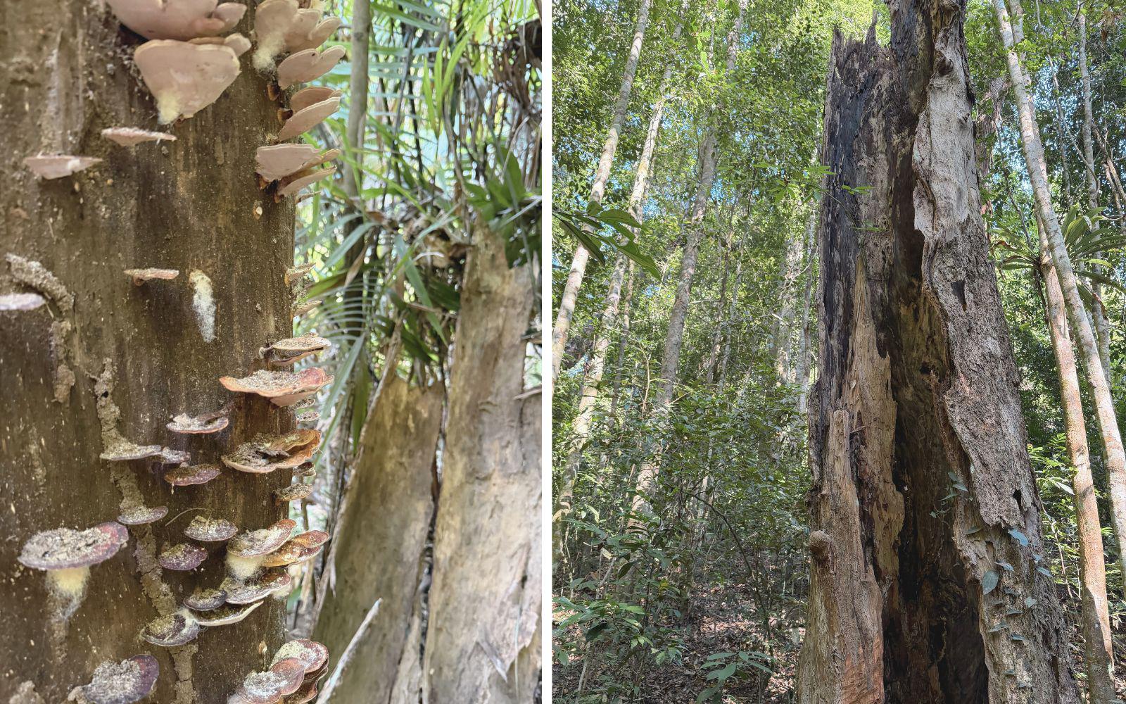 健行第 5 號步道