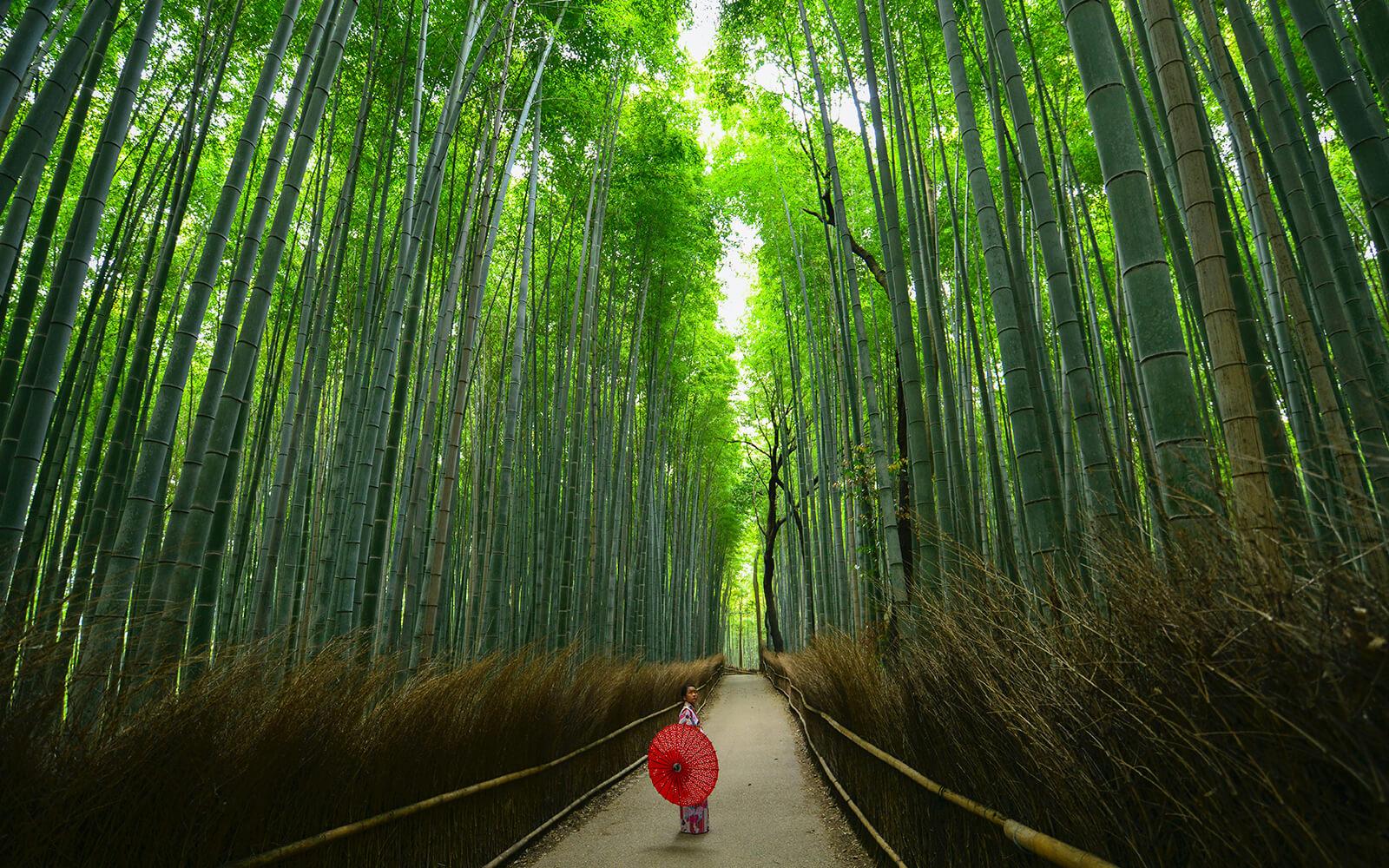 嵐山竹林小徑