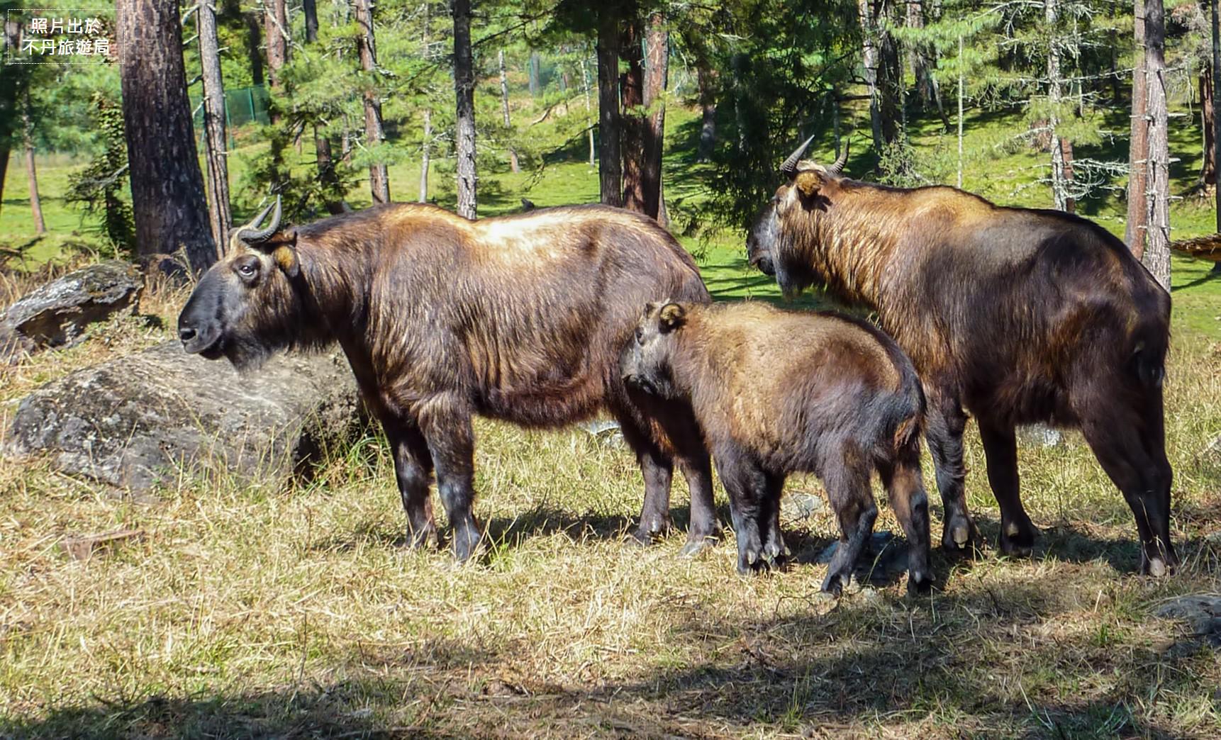 羚牛保護區 Royal Takin Preserve