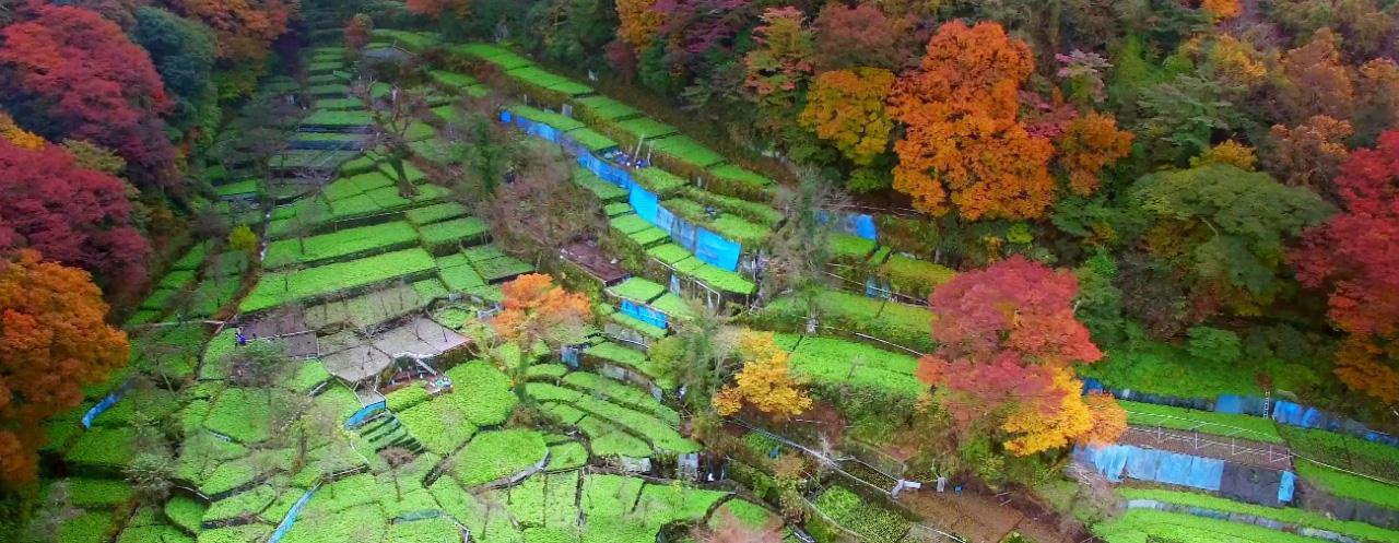 筏場山葵田