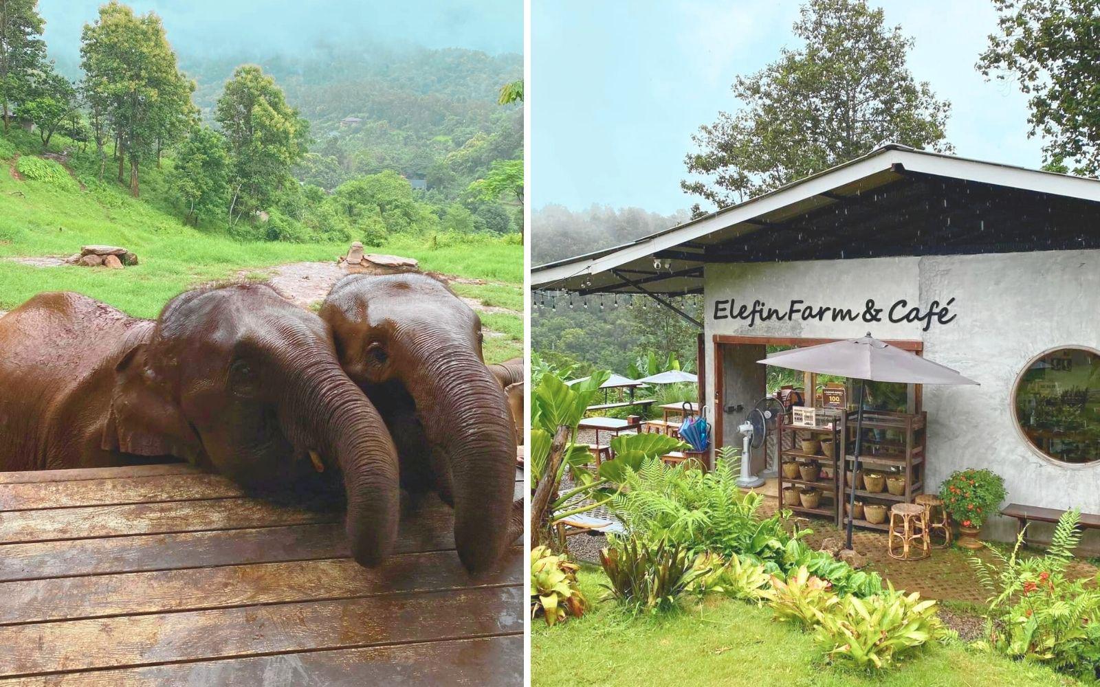 Elefin Farm & Cafe