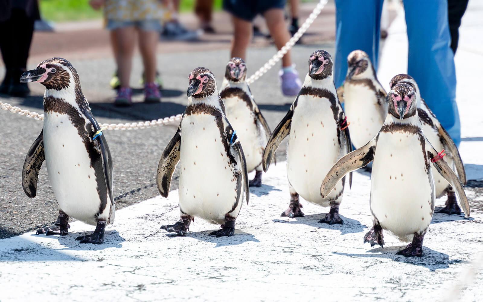三國町．越前松島水族館