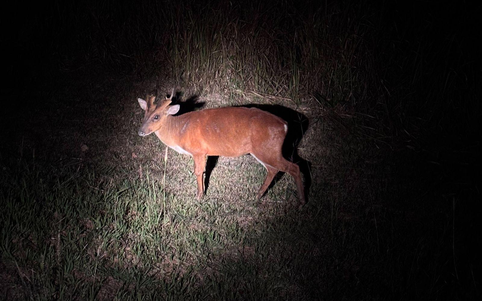 夜間野生動物尋訪