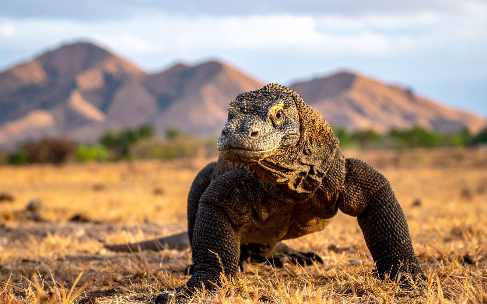 科摩多國家公園尋龍