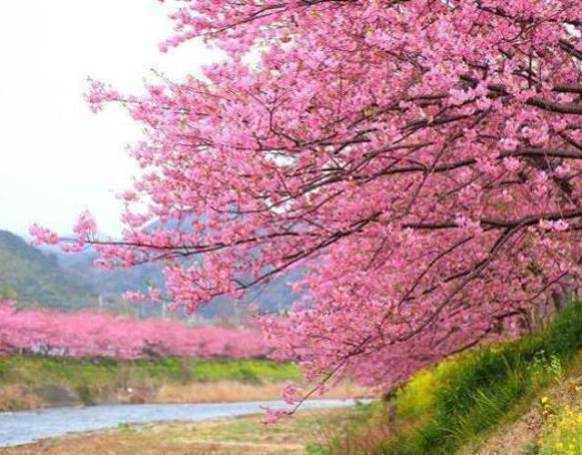 【農曆春節】東京．伊豆苞放賞河津櫻5日 - 早春河津櫻．MOA美術館．元祖水豚君溫泉秀．御殿場OUTLET．箱根纜車