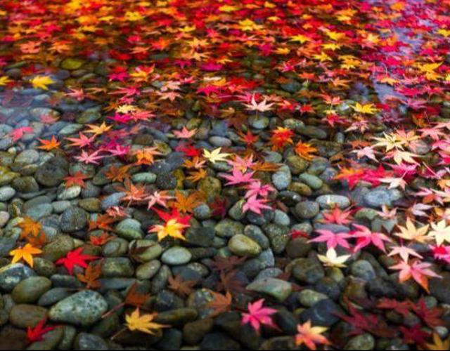 福岡.北九州又見楓紅滿喫5日 - 紅葉狩.鶴見岳纜車.龍貓森林.二見浦夫婦岩.唐揚評比散策