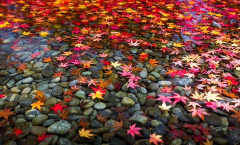 福岡．北九州又見楓紅滿喫5日 - 紅葉狩．鶴見岳纜車．龍貓森林．二見浦夫婦岩．唐揚評比散策