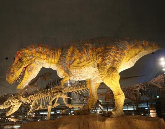 北陸．恐龍王國探險5日(親子推薦) - 【初見日本】恐龍XR巴士．化石挖掘．喵咪御誕生寺．企鵝水族館